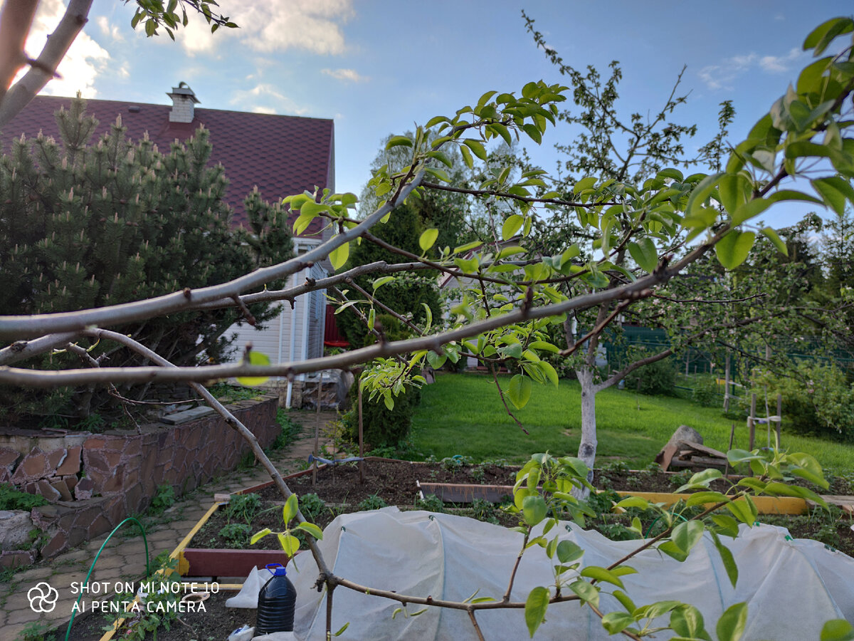 Гибель цветочных почек на нижних ветках груши Велеса. 