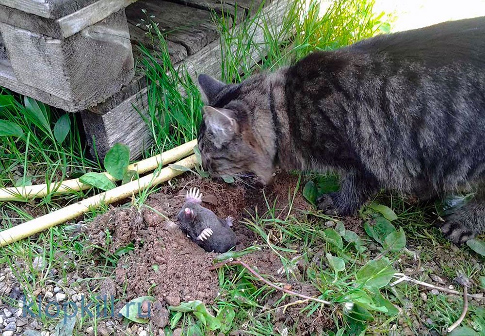 Изменение сайт картинки https://goo.su/6ikd