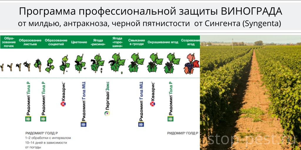 Схема защиты винограда от болезней и вредителей