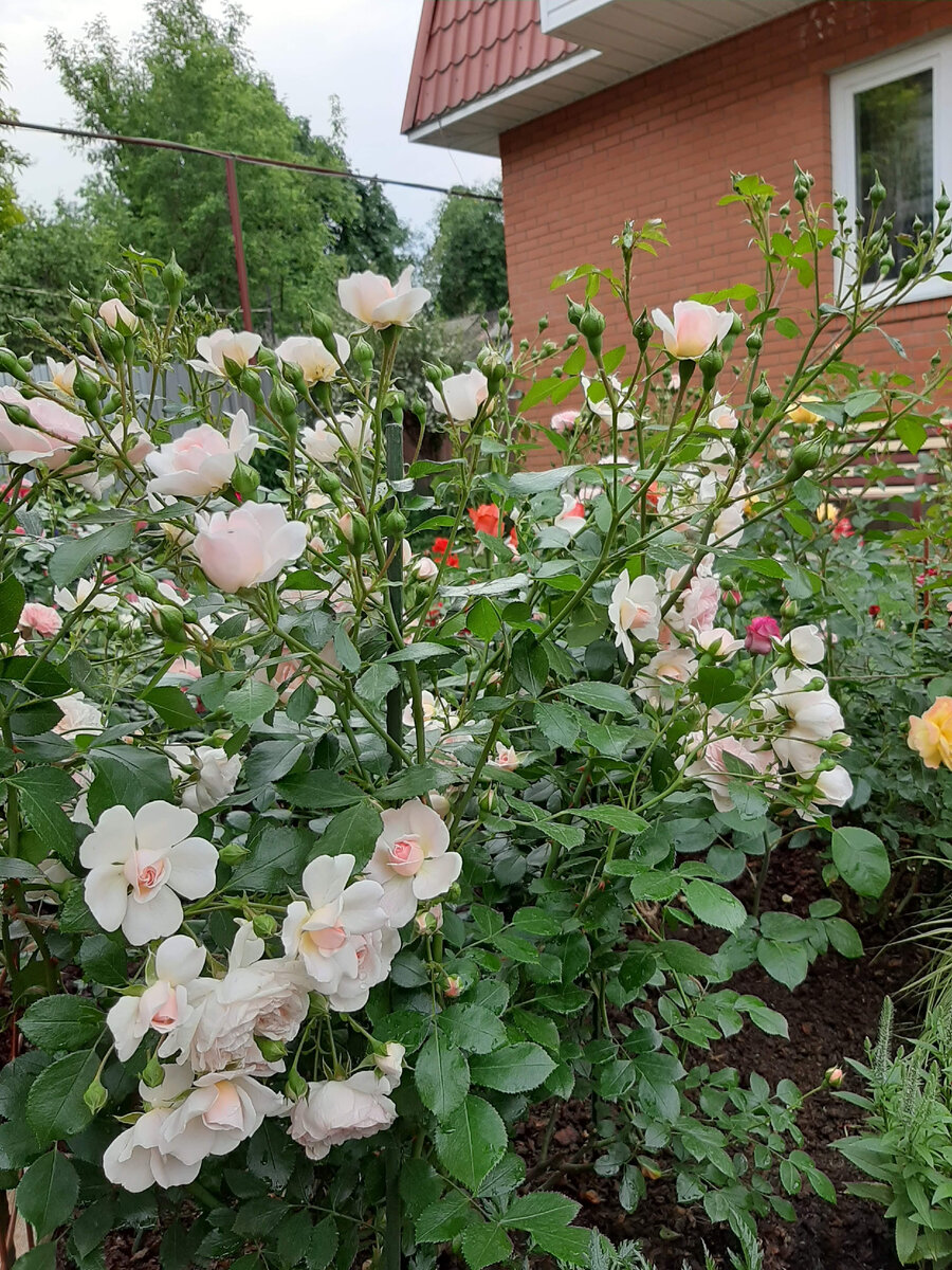  Lovely Meilland.  Отдала соседке