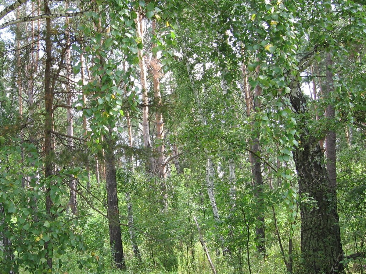 Леса в Сибири.