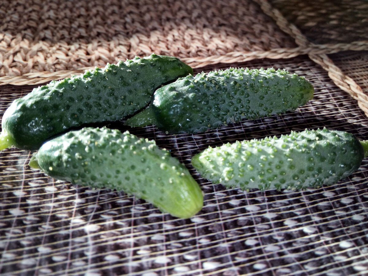 Фото автора. Это самые первые огурцы в этом году, еще не такие уж красивые и малюсенькие