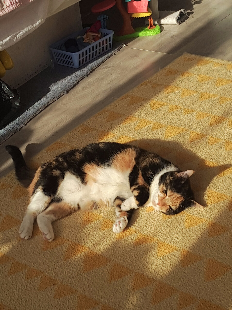 греем пузо🔮🌸