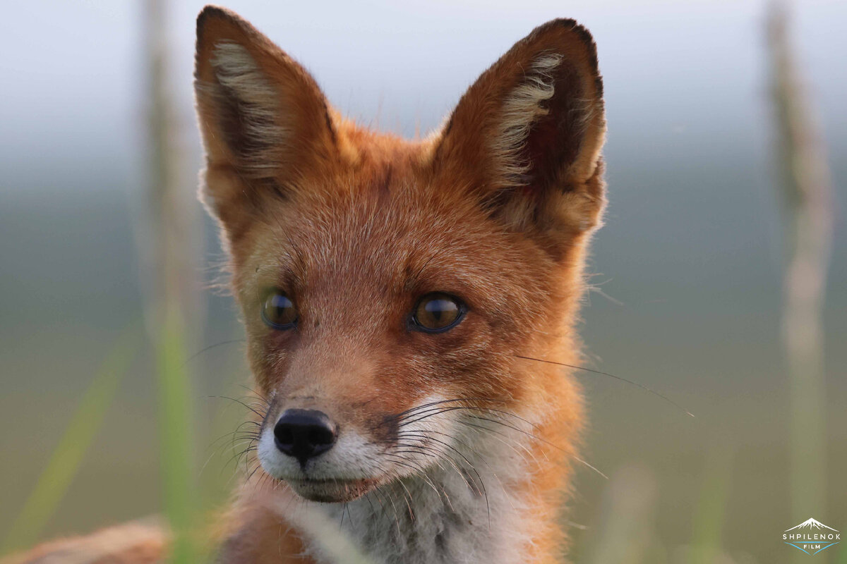 Ветер. Автор фото: Дмитрий Шпиленок