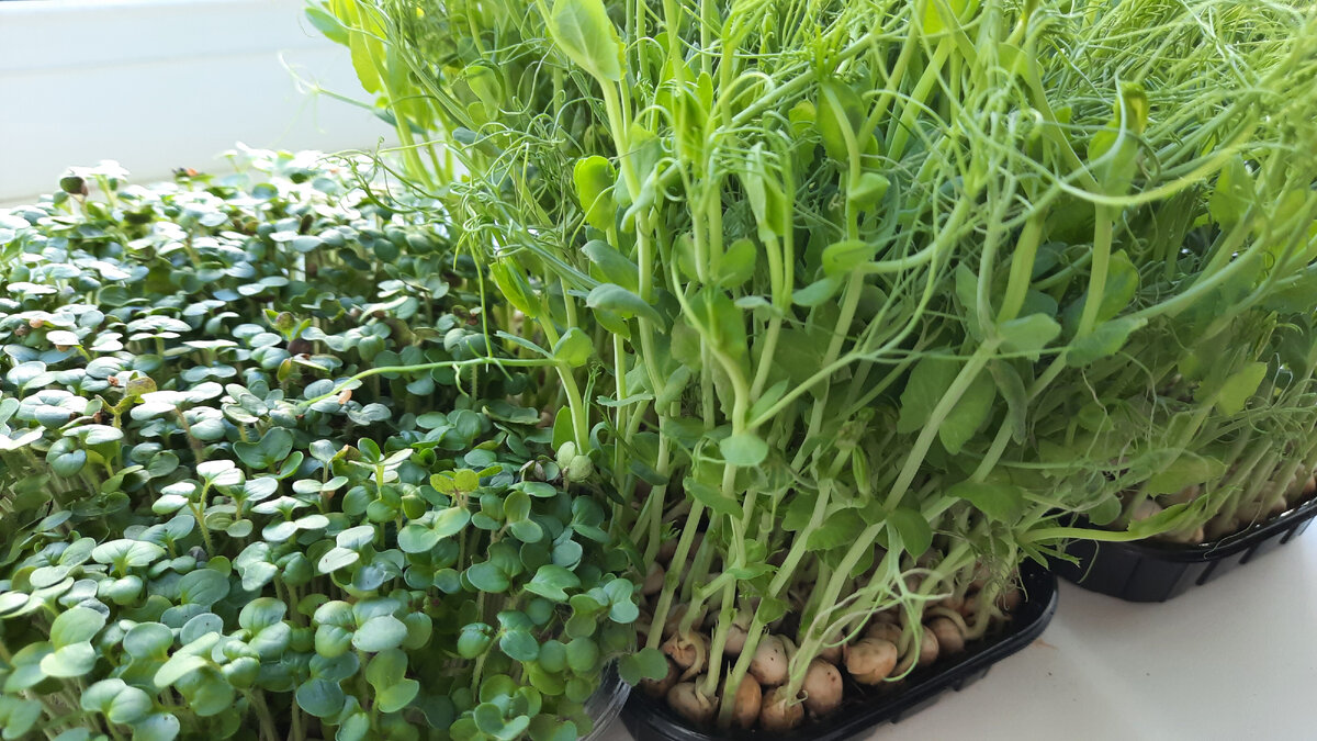 Моя микрозелень, которую я продаю