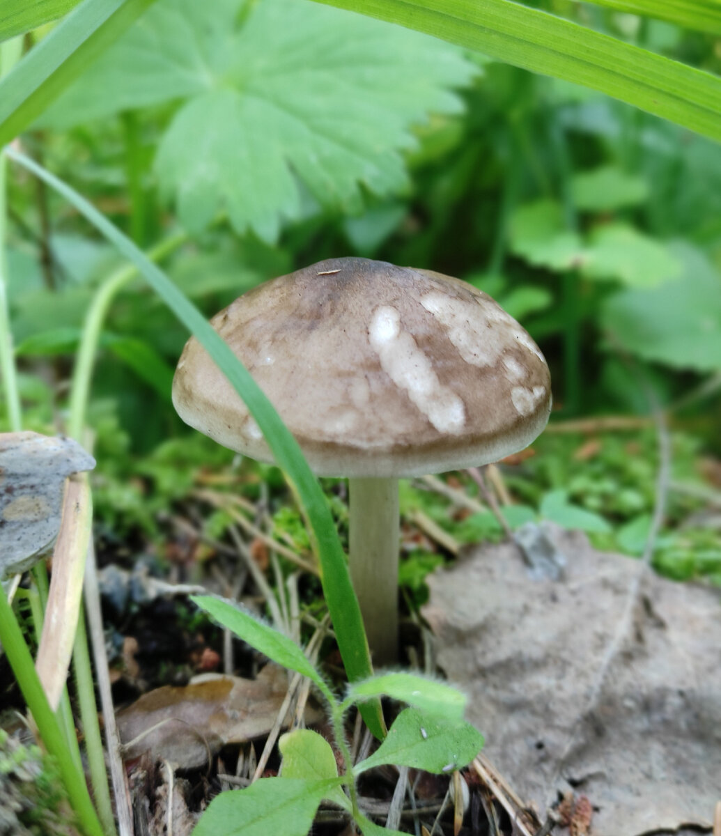 Что-то серенькое