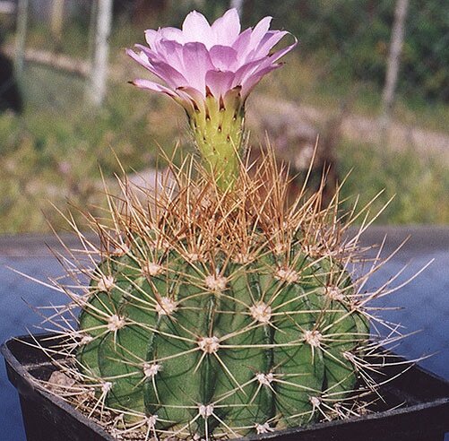 Возможна ли невозможная любовь?