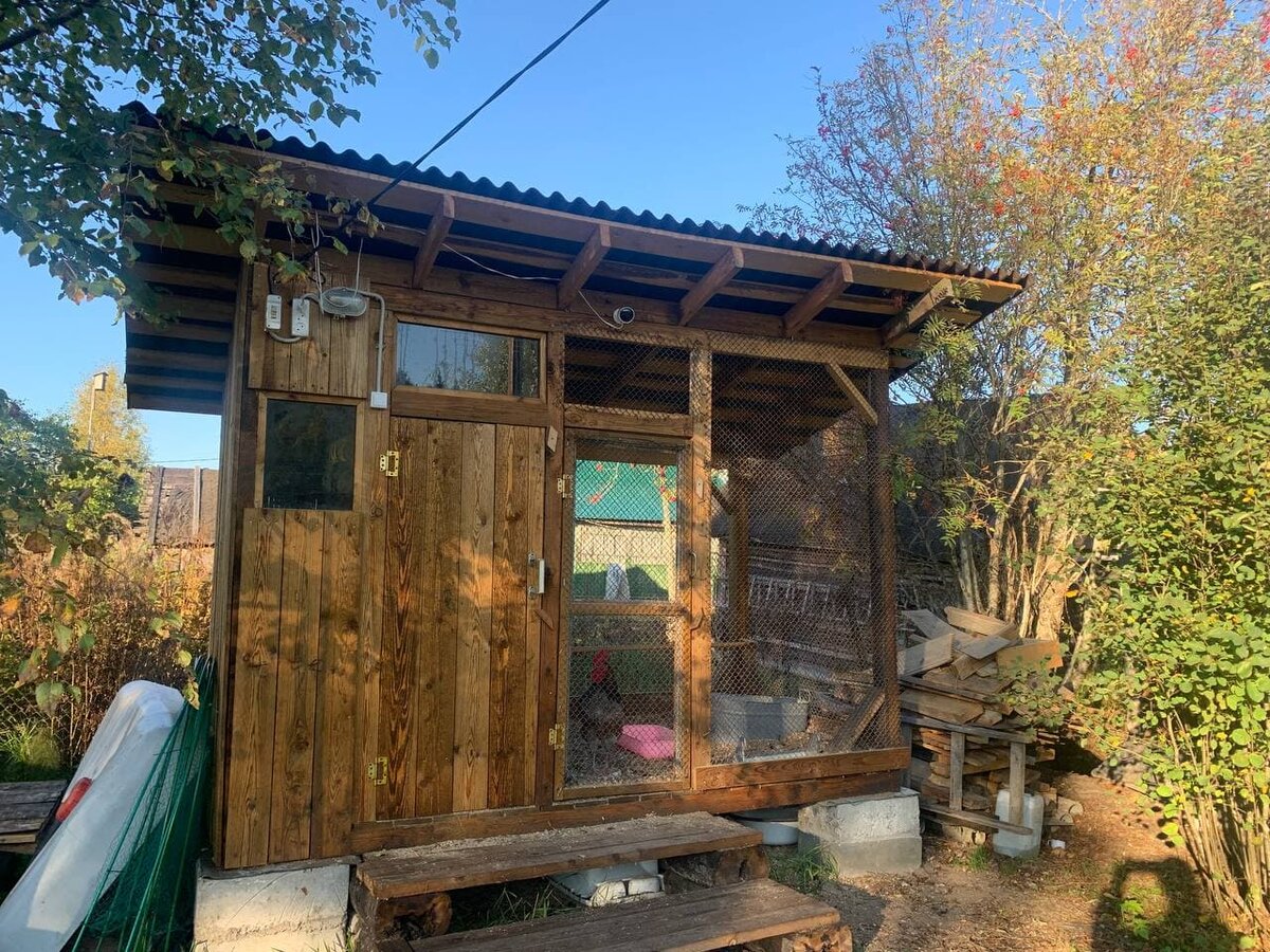 Наш курятник 
