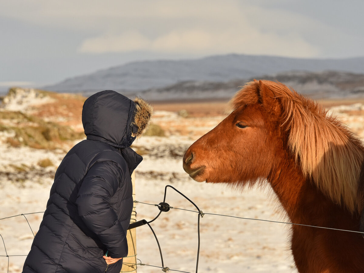 Как наладить контакт с лошадью из проката?
