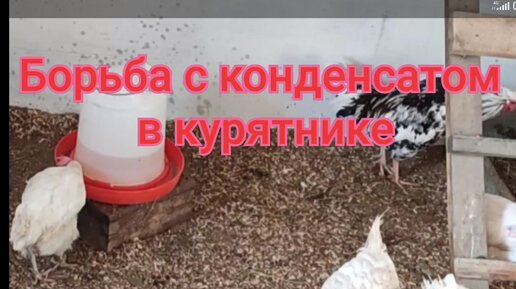 Вентиляция в курятнике своими руками, видео