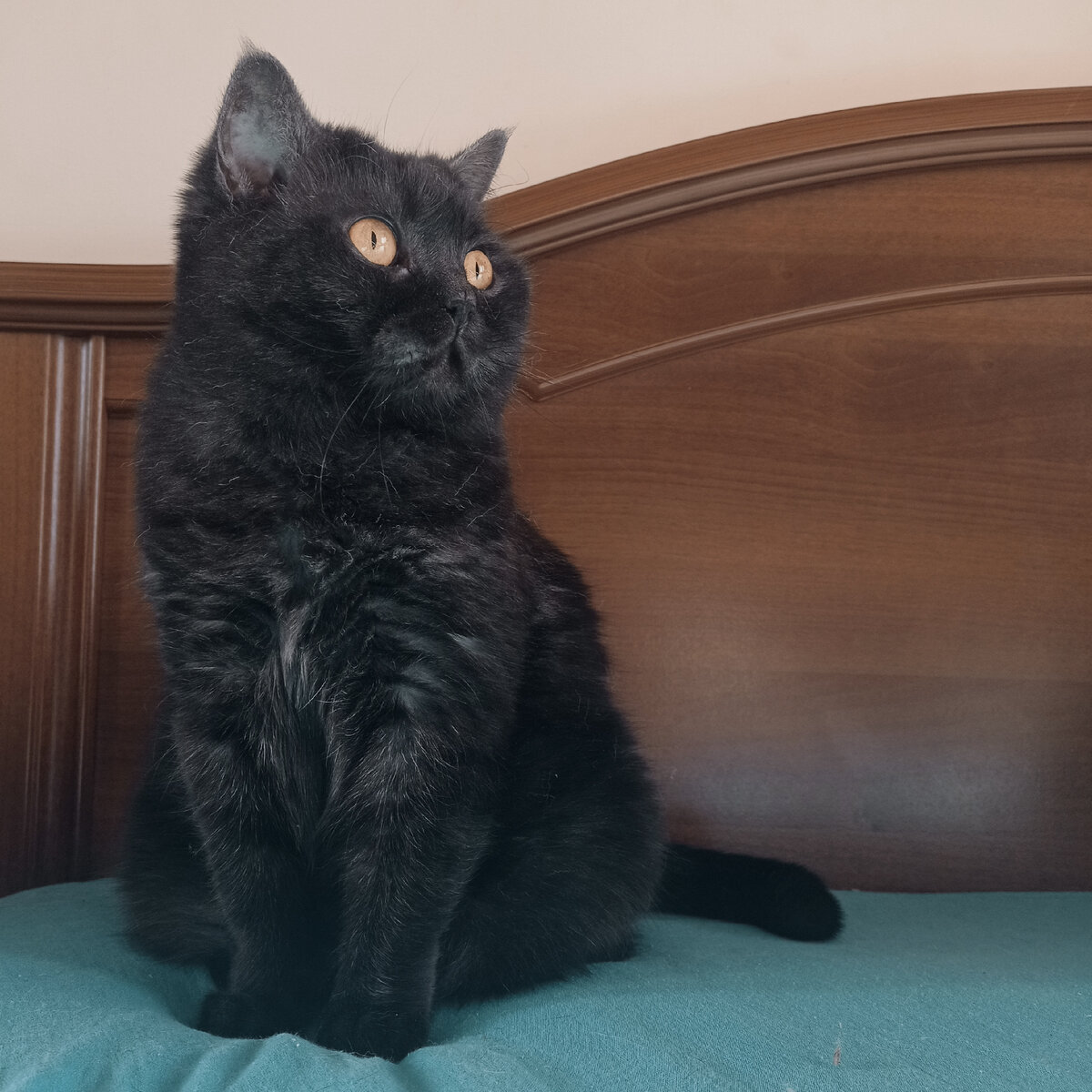 Кошкинье вот удалось хорошо жить и не работать. Но она терпит целых 3 мужика в доме и меня😂