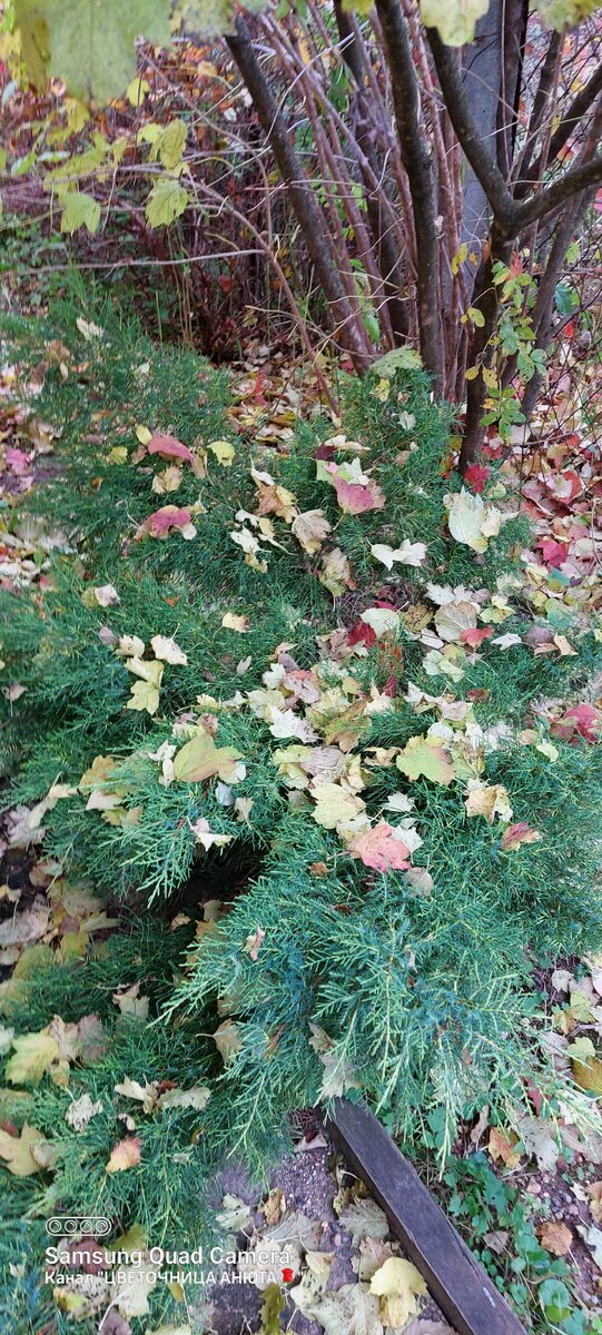 Просто осень... 2021 год.