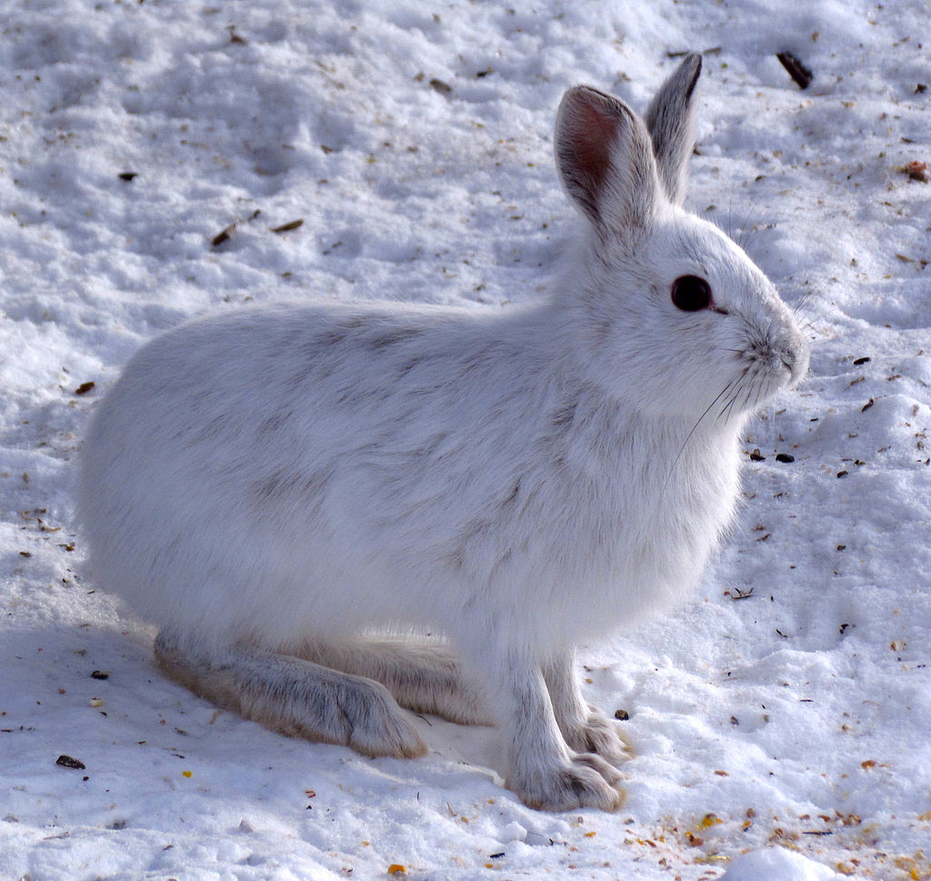 Заяц зимой. Американский заяц Беляк. Заяц-Беляк Lepus timidus. Lepus americanus. Загадка про зайца беляка.