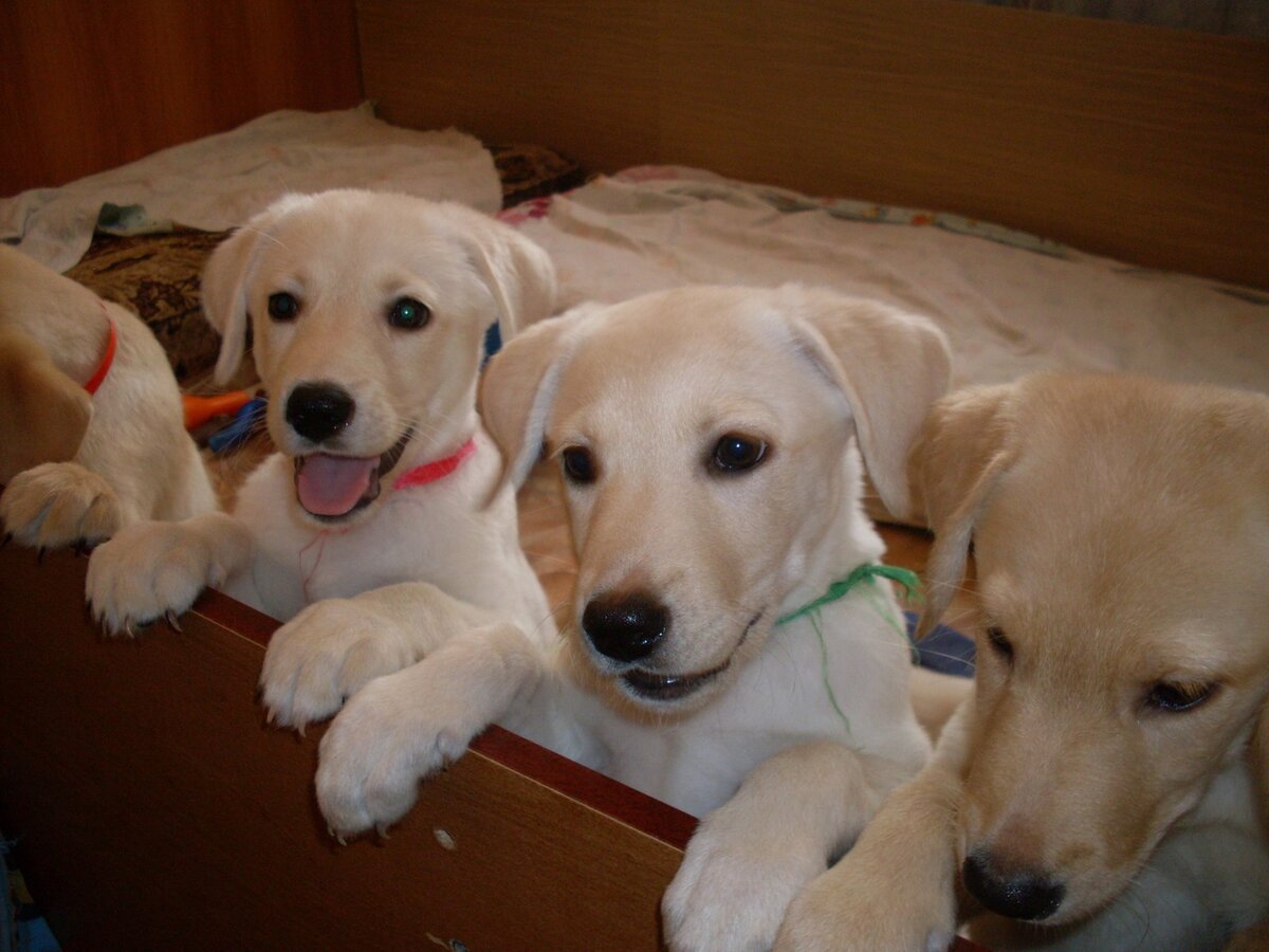 Фото автора