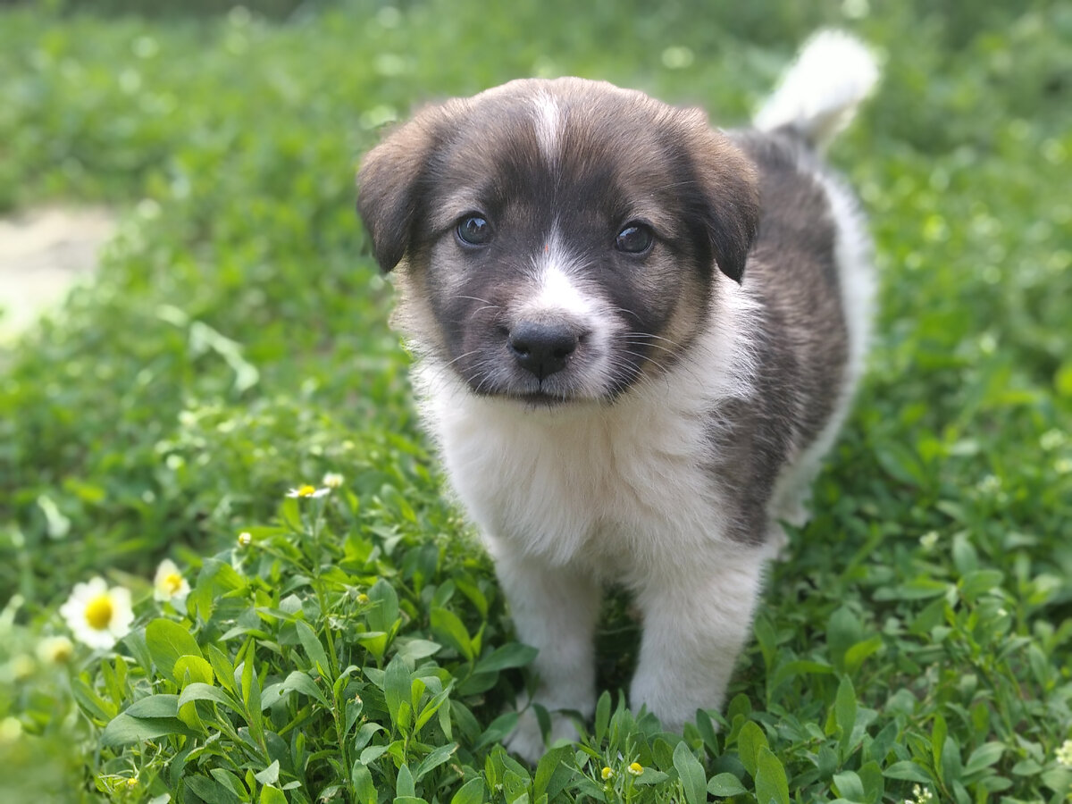 Гамсюша тогда и сейчас. 