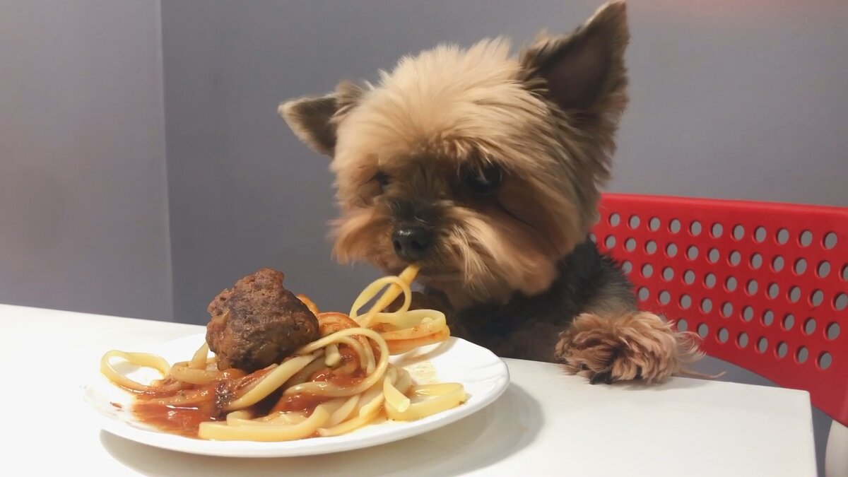 Кажется моя собака довольна