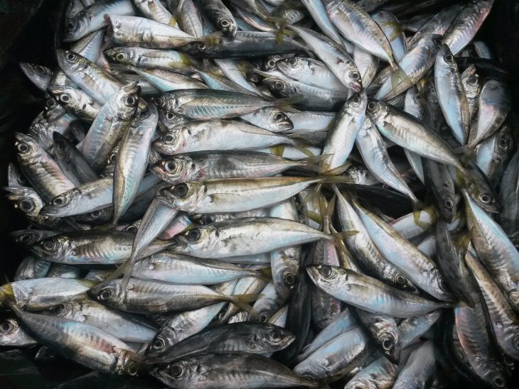 Магазинная ставрида.