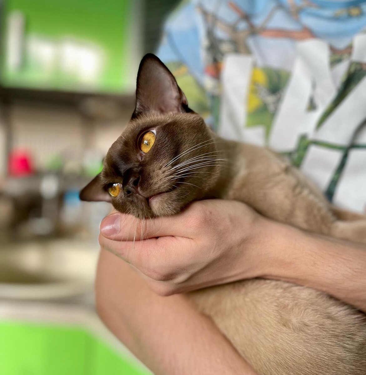 Ferdi Ferdinand Jasper*RU - шоколадный котёнок из питомника Jasper Burmese - 8 месяцев 