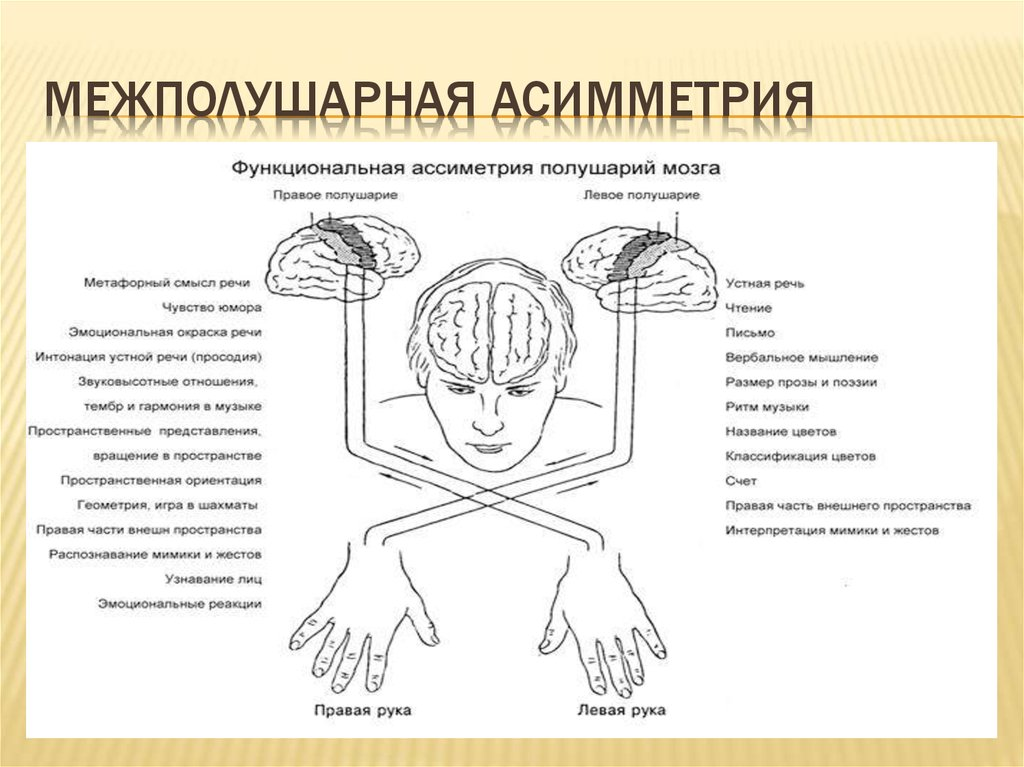 Почему есть левши и правши? И почему правшей больше?