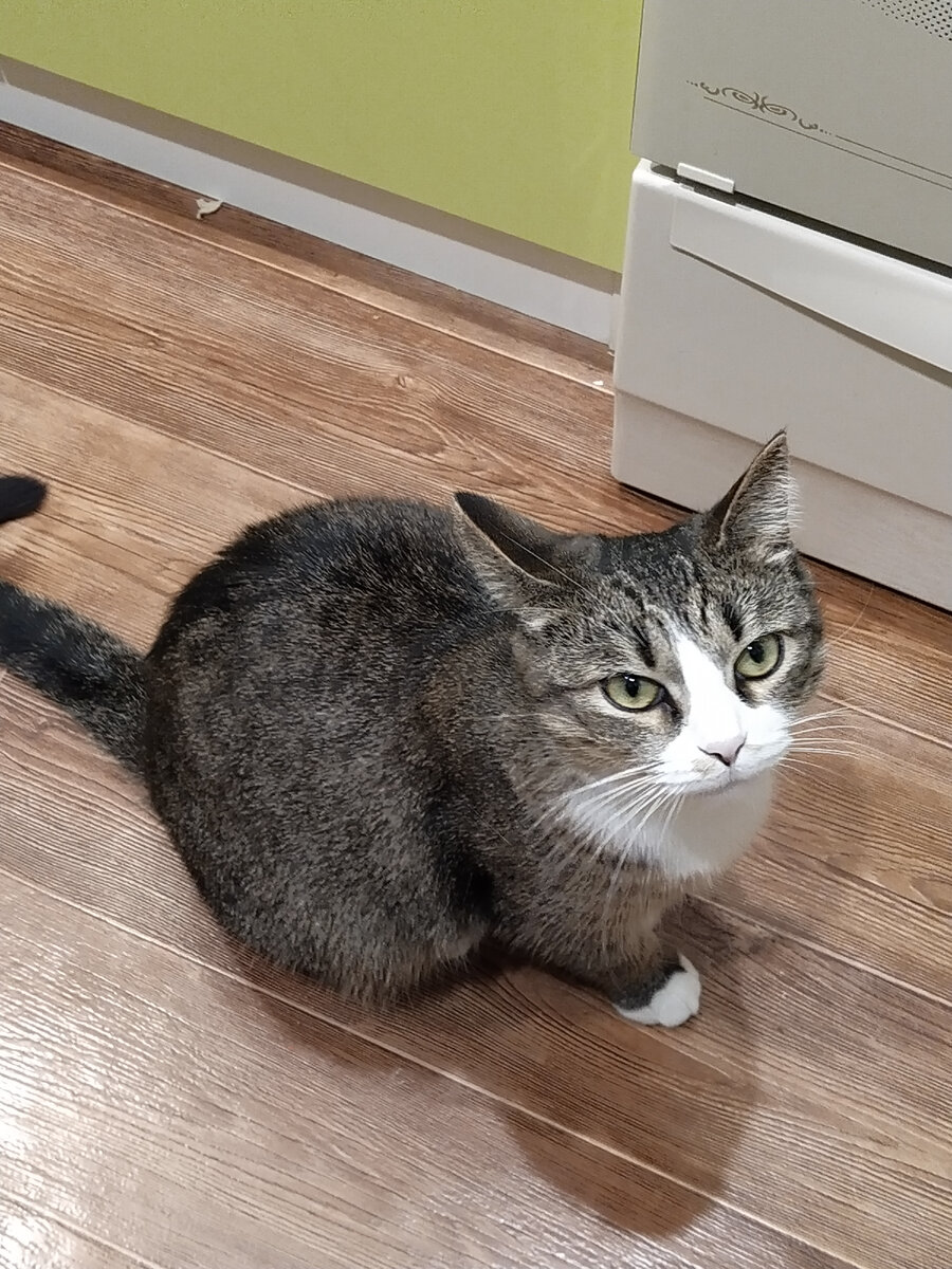 Принеси еды голодному котику!