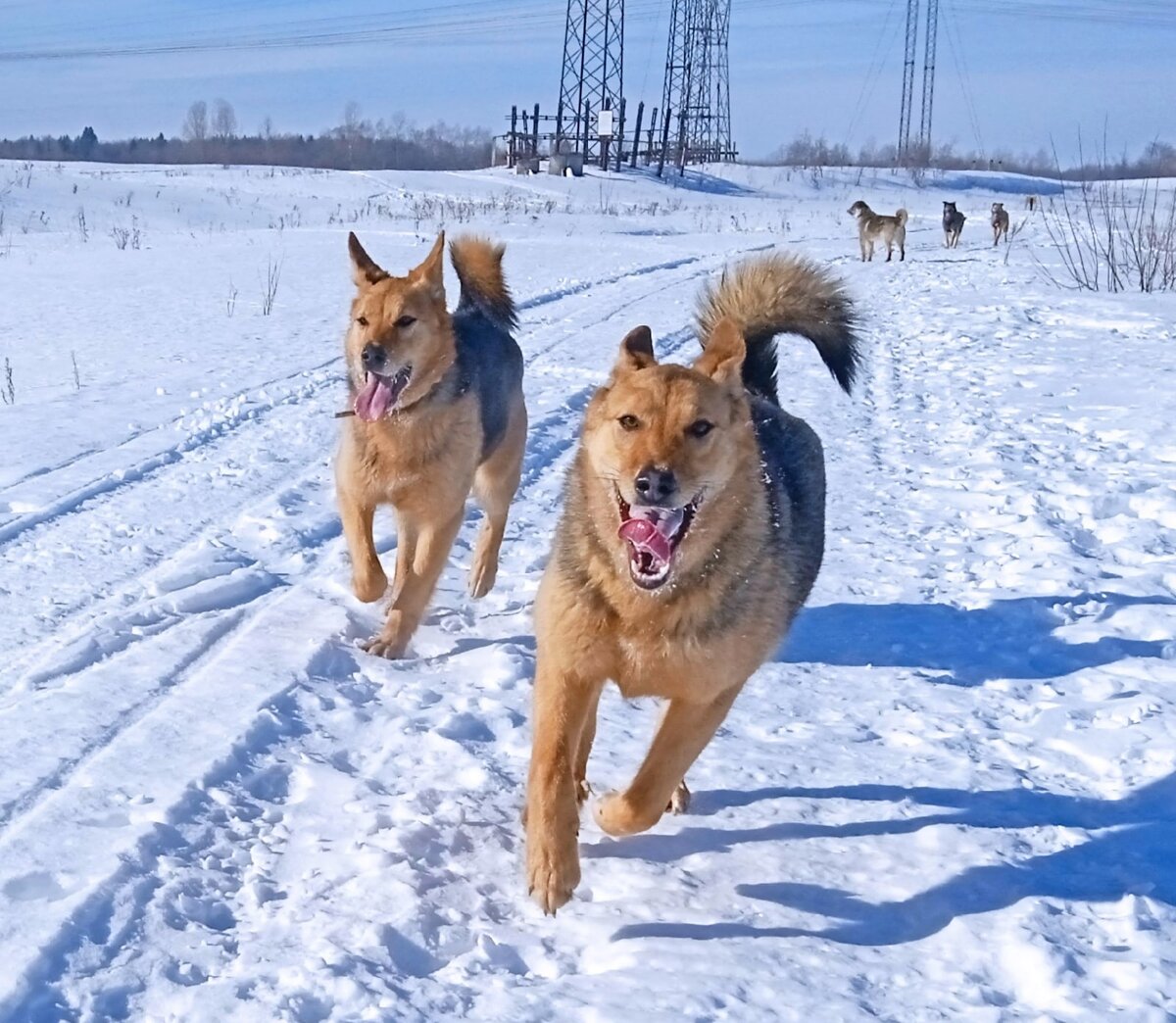 Джина и ее сестра Джесси