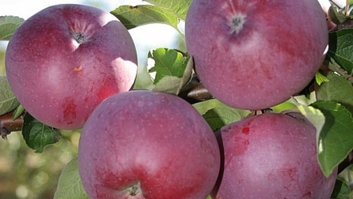 Яблоня сорта Вильямс Прайд www.oazis-market.ru