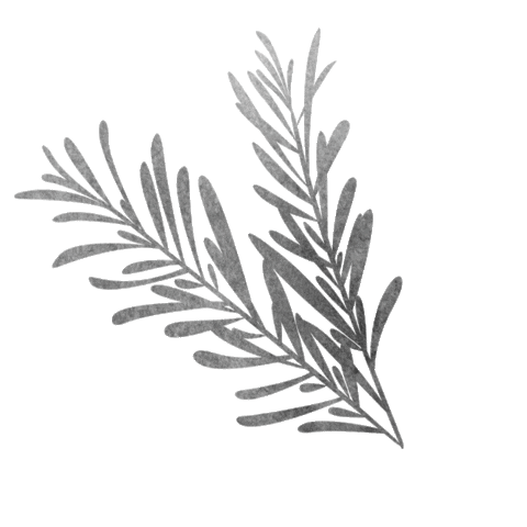 Любите розмарин? Может выращиваете его сами? Расскажите! 