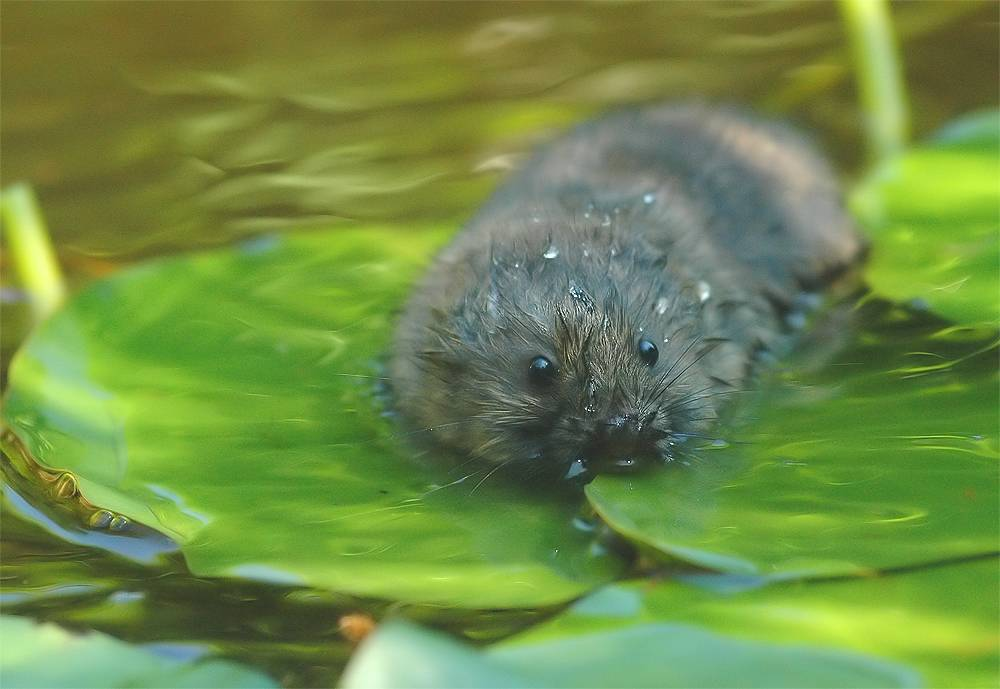 Водяная крыса. Водяная полёвка. Морская полёвка. Полевка водоплавающая мышь. Мышка полевка водяная.