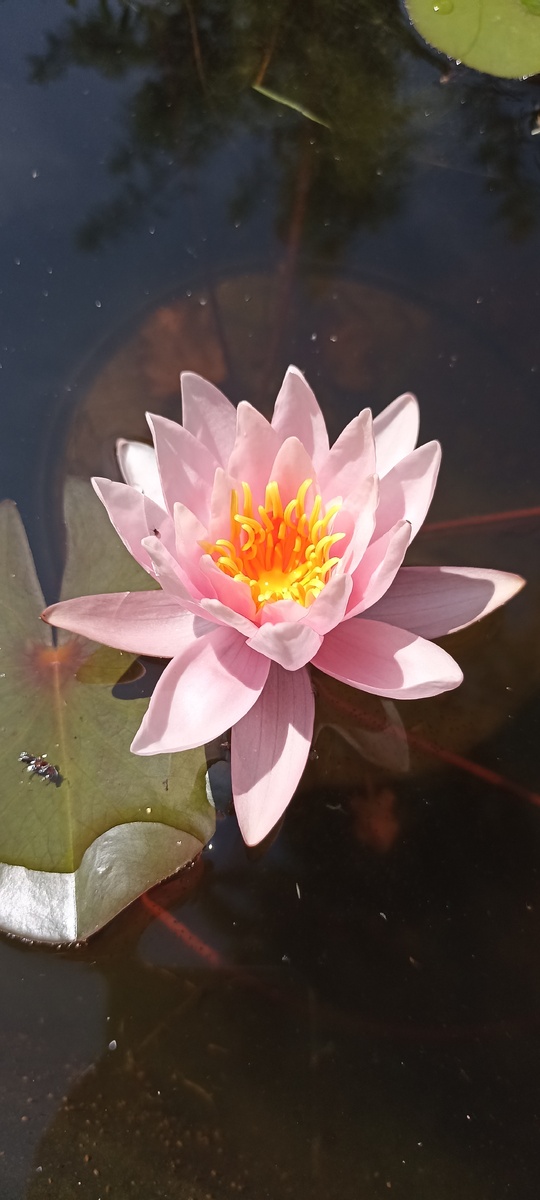 Лилия из пруда(на моей даче) 