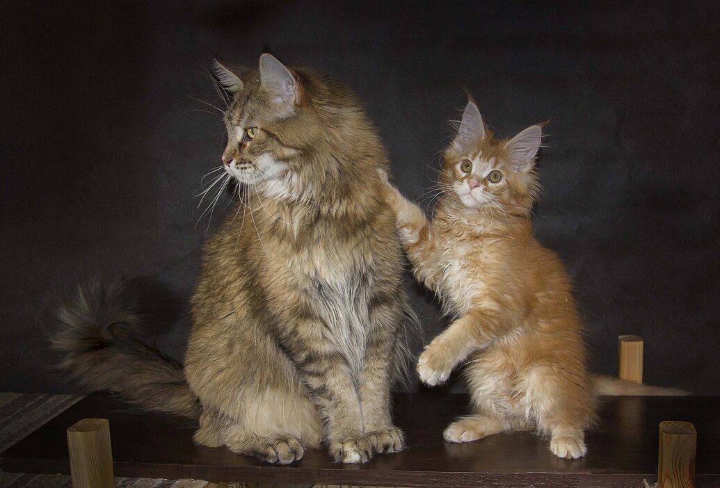 Рысь (Кидни) со своей дочкой Ильвой