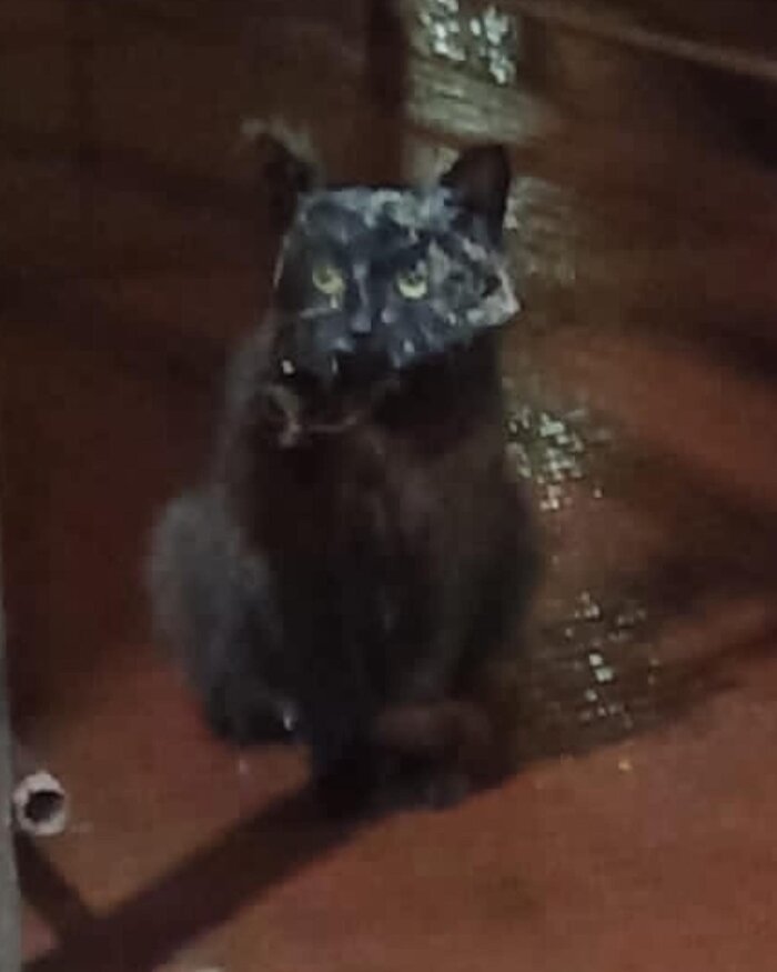 Кошка была вся в паутине.