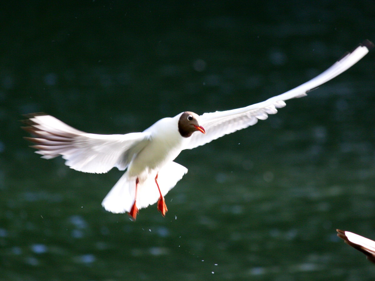 Чтобы полюбоваться на птиц, не обязательно идти в зоопарк. Достаточно тихонько сесть в тени на берегу ближайшего к вам водоема. Сидеть надо так тихо, чтобы мимо вас могли спокойно-бегать мыши-полевки. Вот прилетела разведка в виде воробьев, но вы им не интересны впрочем, как и они вам. Но вот мимо по воде прошла утка. Она вас видит, но вы угрозы не представляете, и вскоре за уткой проследовал клин утят. Вроде до осени совсем недалеко, успеют ли вырасти и встать на крыло, или они станут зимовать тут? К уткам всегда летят чайки – они знают, что человек это, прежде всего, источник еды. Они ее не просят, а требуют, делая один за другим заходы прямо на вас. Давайте вместе посмотрим! 