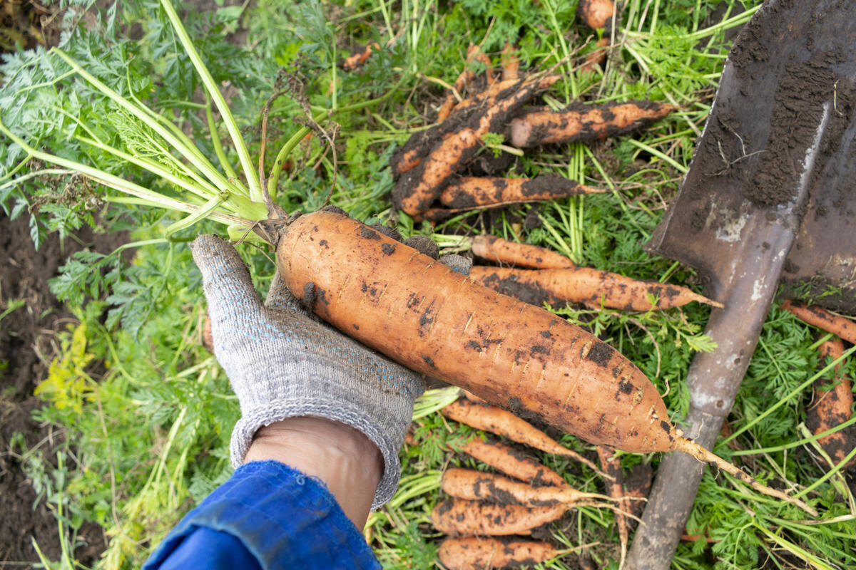 Источник https://7dach.ru/Tangeya/myt-ili-ne-myt-morkov-pered-hraneniem-kto-za-kto-protiv-263796.html