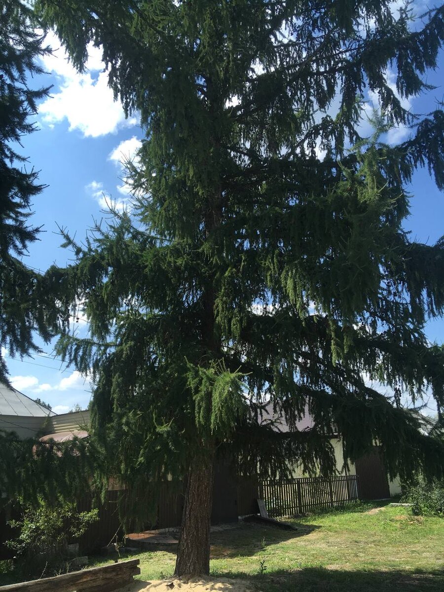 Лиственница