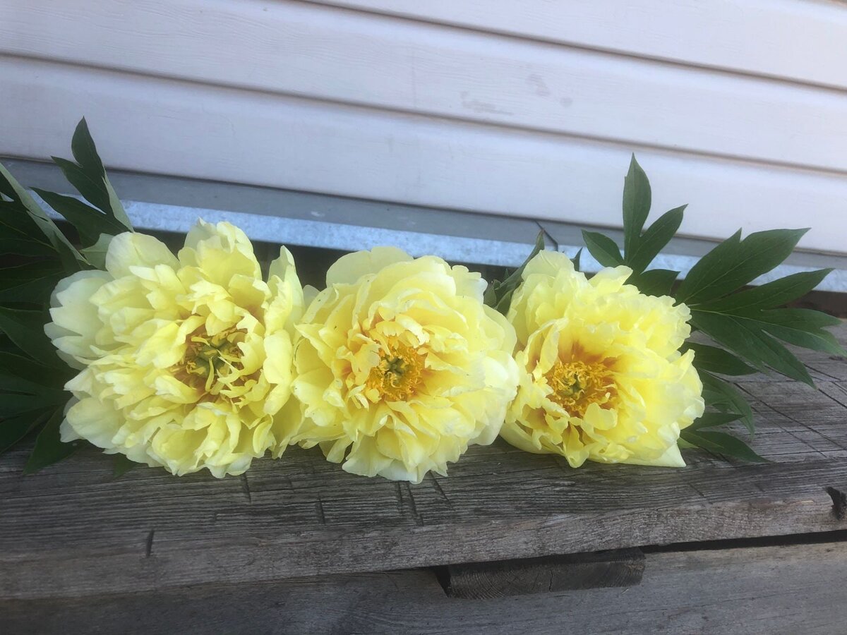 Пионы Бартзелла и Сонома Едо