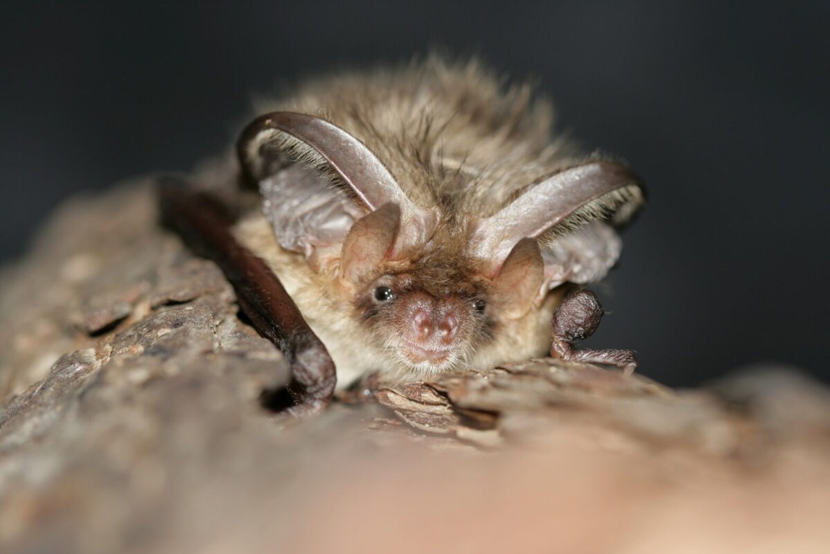    Фото: пресс-служба Московского зоопарка Клара Хоменко