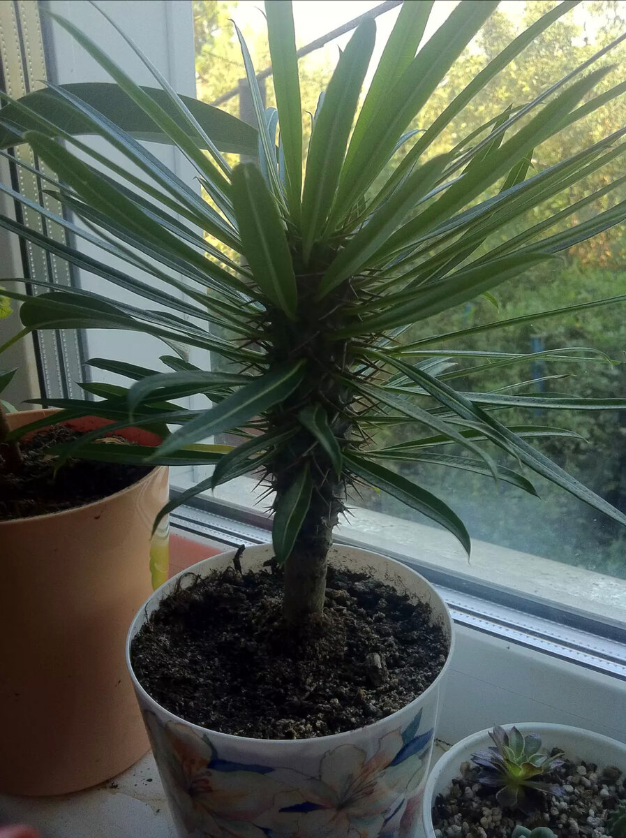 Вот такой красавчик вырос!  ФОТО АВТОРА.