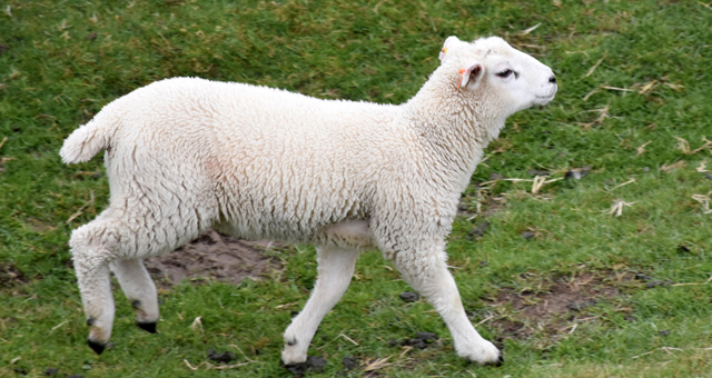 https://www.macmillandictionary.com/dictionary/british/lamb_1 - как не забрать такую прелесть в дом из холодной овчарни