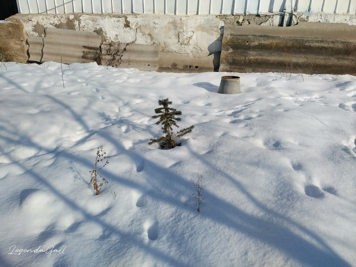 Маленькой елочке холодно зимой