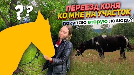 Как конь жил МЕСЯЦ у меня на участке ОДИН? Нашла ему пару!