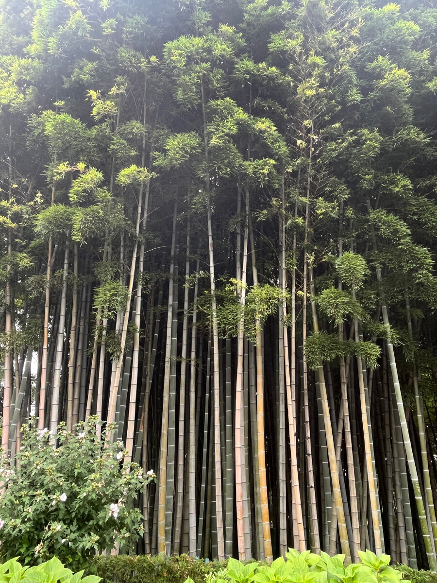 Бамбуковая роща