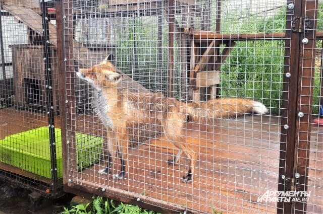    Лиса была почти безнадежной, но в итоге её вылечили. Фото:  АиФ/ Инна Сергеева