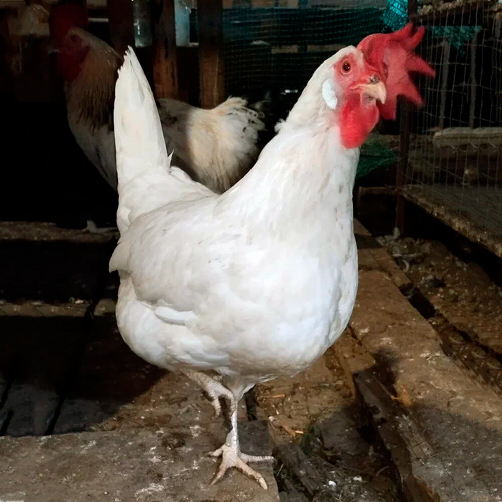 Несушка Леггорн