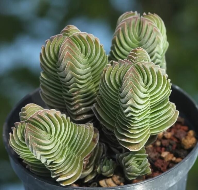 Поеду завтра за ней(