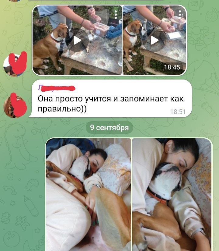 Ну да, котики и собачки наш любимый тренд