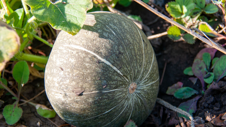 ФОТО: SVETLANA VOZMILOVA/GLOBALLOOKPRESS