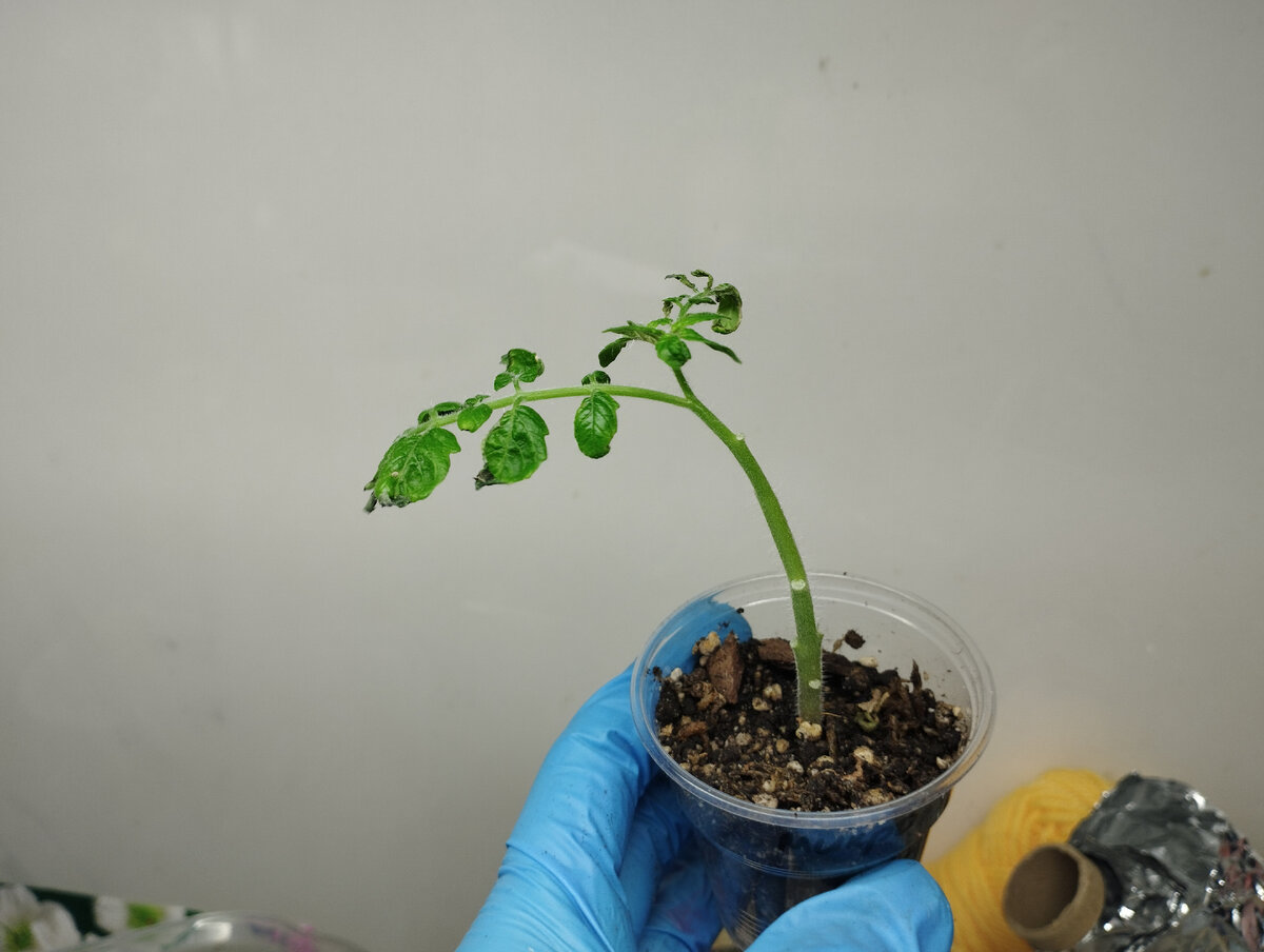 Это не он, но суть та же