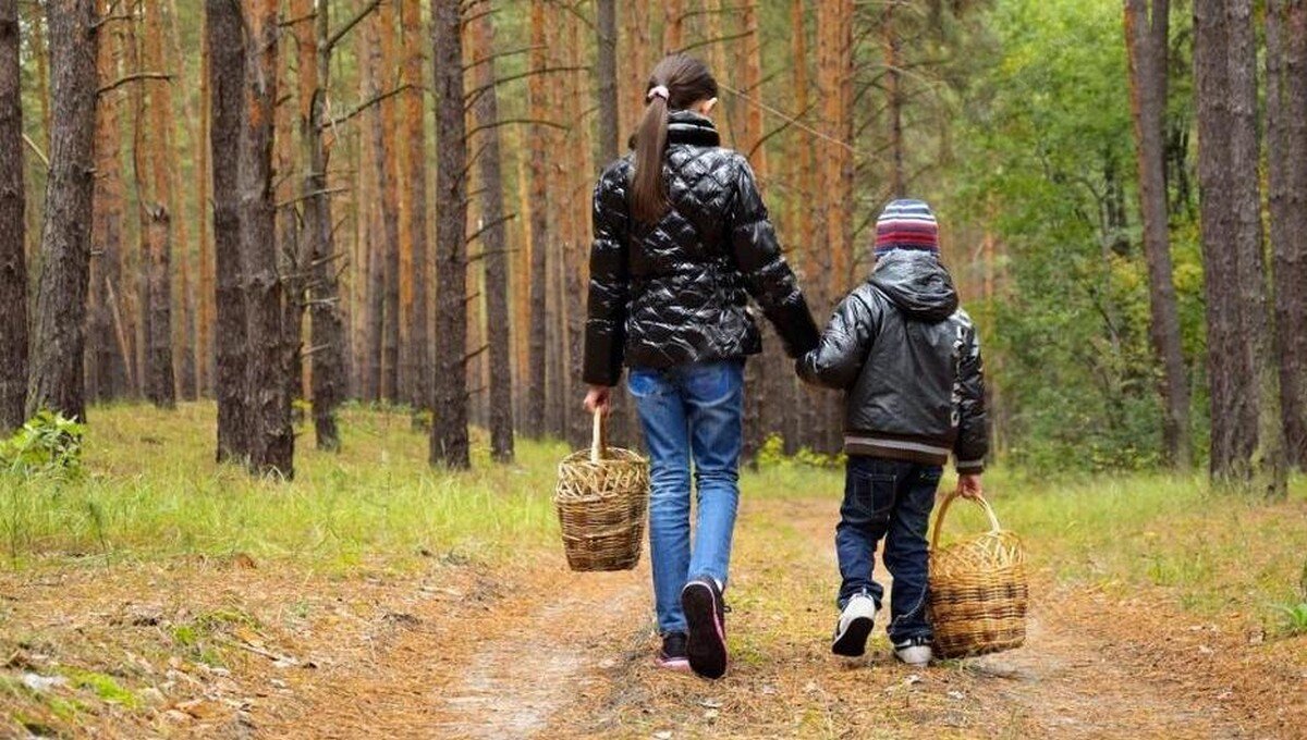 Несет меня леса за высокие. Ходить в лес за грибами. Человек с корзинкой в лесу. Поход в лес за грибами. Люди идут за грибами.