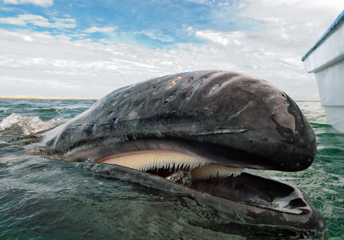 Blue whale is animal. Рыба кит Гренландский. Исполинский кит. Гренландский кит и человек. Серый кит альбинос.