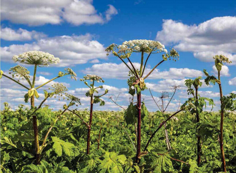 Мина замедленного действия "Борщевик Сосновского". Яндекс.Картинки